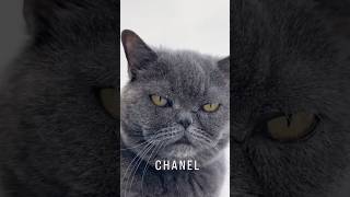 CHANEL 1,5 місяці VS 8 років 😍❤️  #chanel #кішка #kat #pets #kiti #kiska kisa