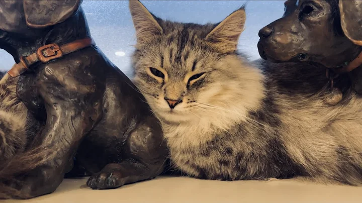 Watch the video about Siberian kittens sleeping with their bronze puppies
