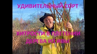 видео: ПАВИВА Хитрости в плетении живого дерева из ивы от А до Я , ива белая (цвет желто-оранжевая) Финская картинка: ПАВИВА Хитрости в плетении живого дерева из ивы от А до Я , ива белая (цвет желто-оранжевая) Финская