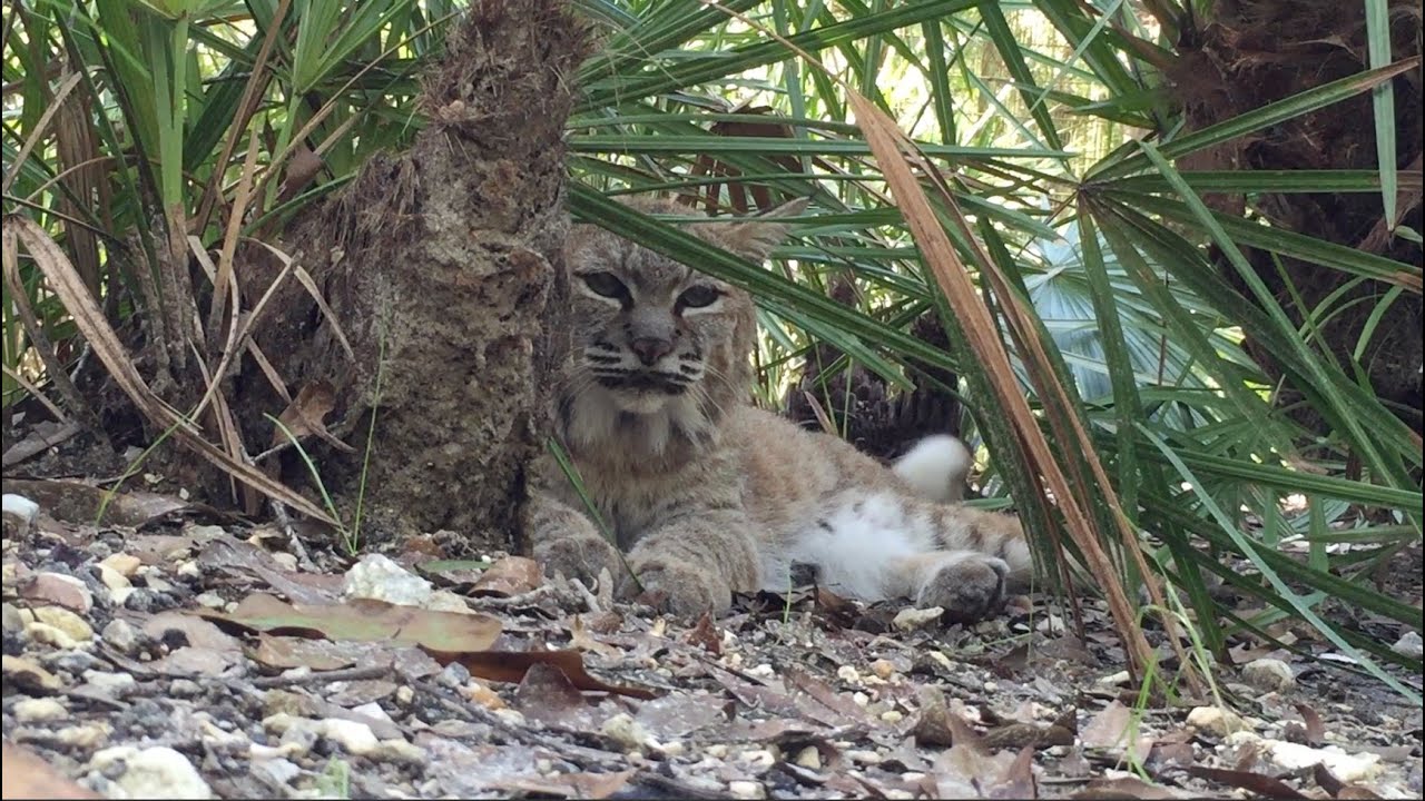 rescue dogs rock nyc Little Dove the 22 Year Old Bobcat