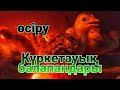 Күрке тауық балапандары шықты қалай асыраймыз