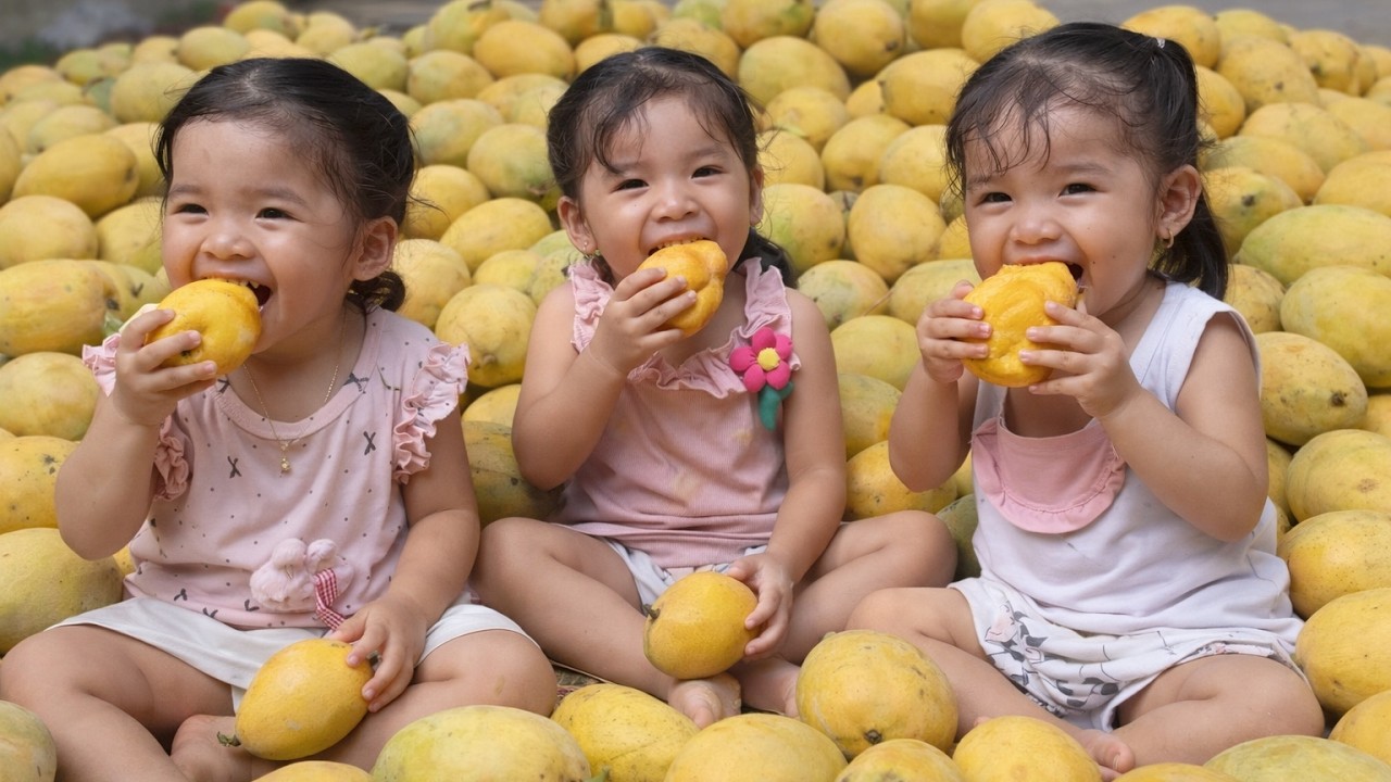 Ba bé sinh ba Gạo Sữa Kem hái xoài và thương thức món ngon cùng mẹ | TAM CÔNG CHÚA