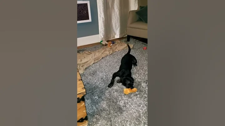 Journey from Coco's Heart