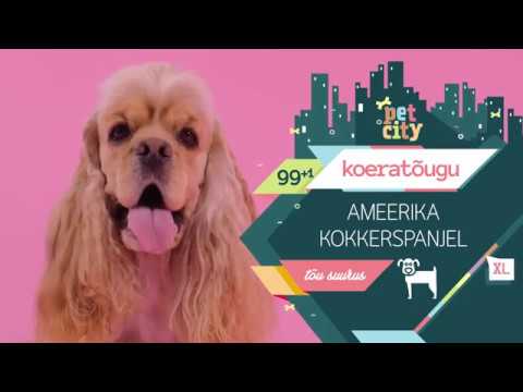 Video: Väike Münsterländer