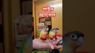 pets birds exoticbird