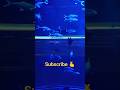 Chinni Gundelo song #Kuwait Acquarium #trending viral song #aquariumkuwait#fish