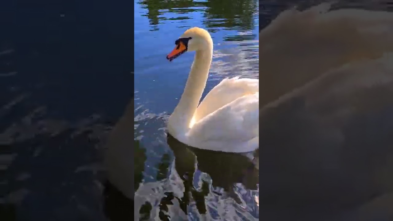 🦢 swan sound 2022 by Ani Male #SwanSoundByAniMale #swansound #shorts #animale #swan