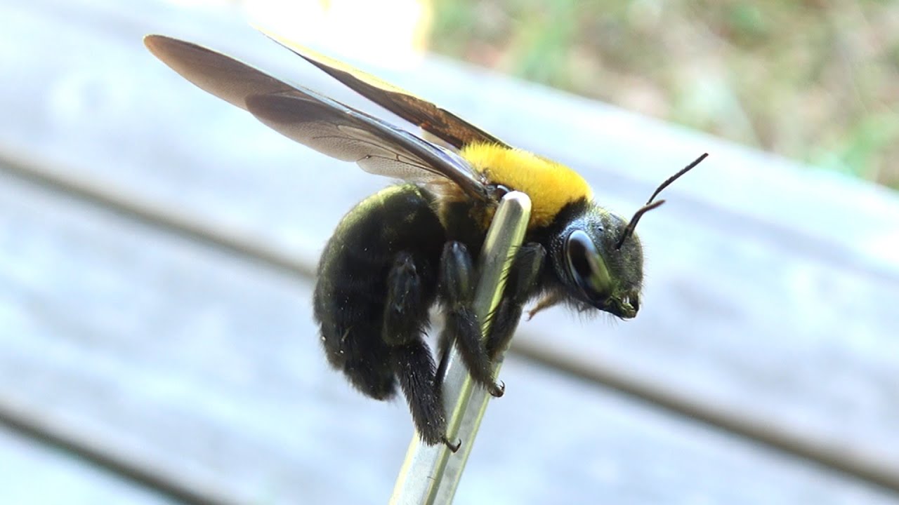 How to identify carpenter bees that don't sting - YouTube