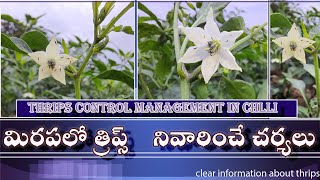 chilli thrips telugu | మిరపలో thrips సమస్యలు |western flower thrips in chilli| frankliniella