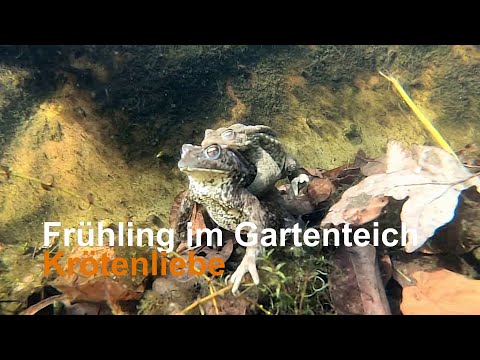 Frühling im Gartenteich - Krötenliebe