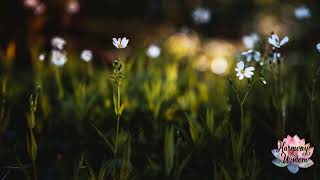 Celestial Breeze | Ambient Sounds for Deep Relaxation