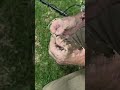 Gold found by beginner detectorist