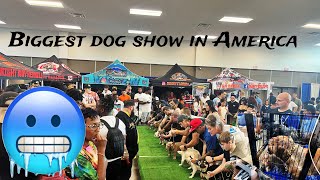 Fight all most breaks out at Bullies By The Bay 2| Epic Dog show❗️❗️❗️ by O.T.M VLOGS 148 views 8 months ago 20 minutes