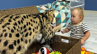 SERVAL TAKES TOY FROM BABY / Maine Coon catch locusts