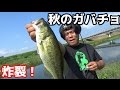 バス釣り　秋でもトップで出る！フロッグ炸裂！