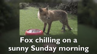 Fox chilling on a sunny Sunday morning