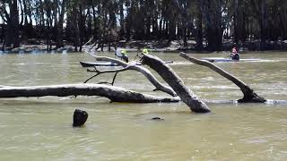 Massive Murray Paddle / Murray Marathon Day 3: Picnic Point to Echuca: 76 km.