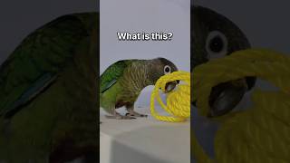 Rio vs the yellow rope 😄🦜 Who will win? #shorts