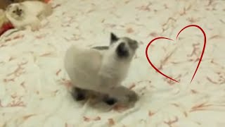 Кот-дельфин ловит муху | Cat-dolphin | Кот странно себя ведёт | Часть 1 Кот-дельфин ловит муху | Cat-dolphin | Кот странно себя ведёт | Часть 1
