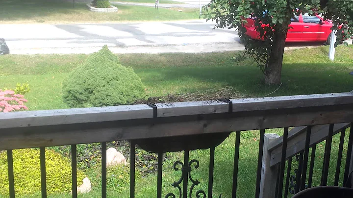 Crazy squirrel