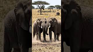 "Elephant fight"😱🐘#viral #ytshorts #elephant#trending #