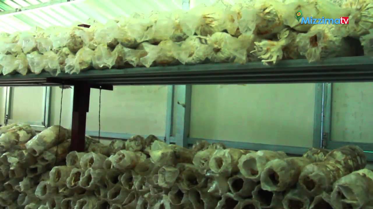 ၾကြက္နားရြက္မိႈစိုက္ပ်ိဳးေရး (Part_1)