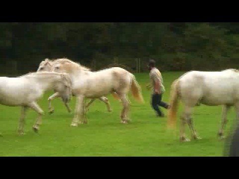 'WILD HORSES' Extended Documentary Trailer