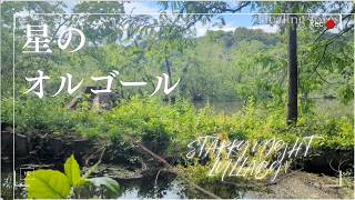 [Professional Care] Forest Healing BGM ｜Music Box &amp; Real Nature Sounds森のヒーリングBGM ｜オルゴールと実写の自然音｜鳥がいる？
