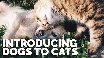 Introducing Dogs to Cats