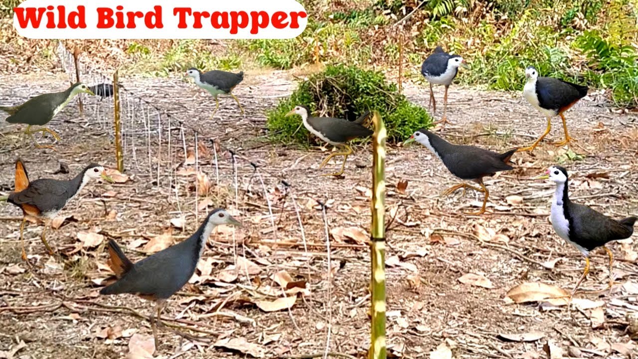 Traditional Bird Catching Skill of Village People || Title: Shocking Bird Trap with Simple Rope ||