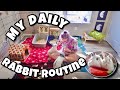 My Daily Routine with Pet Rabbits 🐰✨💗