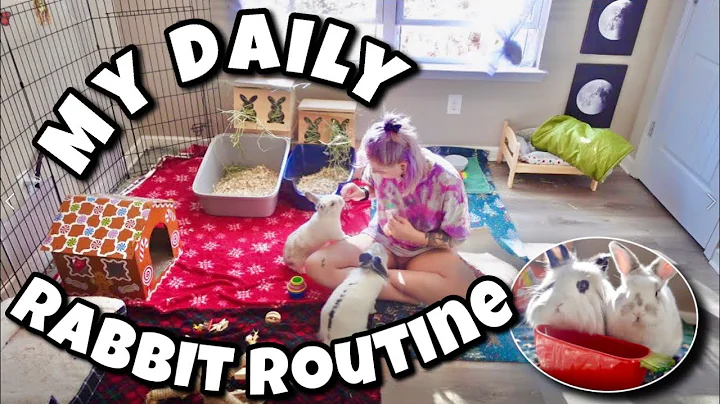 My Daily Routine with Pet Rabbits