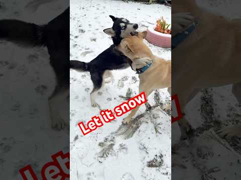 Let it snow!