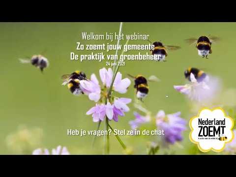 Video: Hoe Ziet Een Boterbloem Eruit?