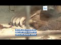 Deux ours survivent à un incendie meurtrier en Crimée