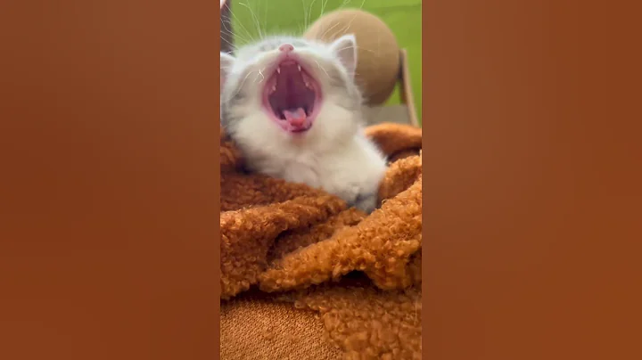 Watch the video about Funny Cat Moments That Will Make You Laugh Nonstop! #pets #funny #animalshorts #cutecat