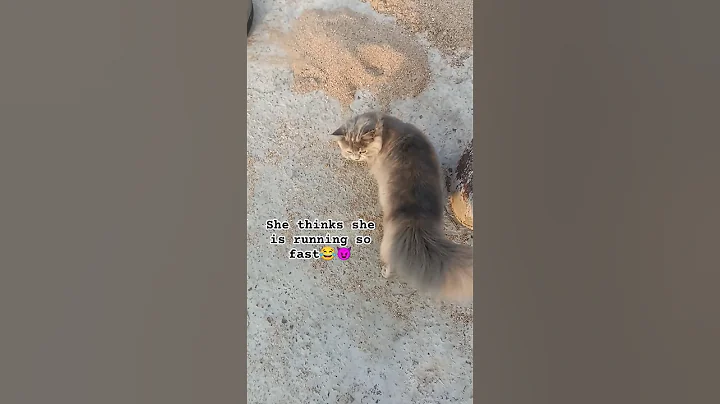 Video 3423321: british longhair cat grooming, longhair british cat sound, persian cat long hair, kitty