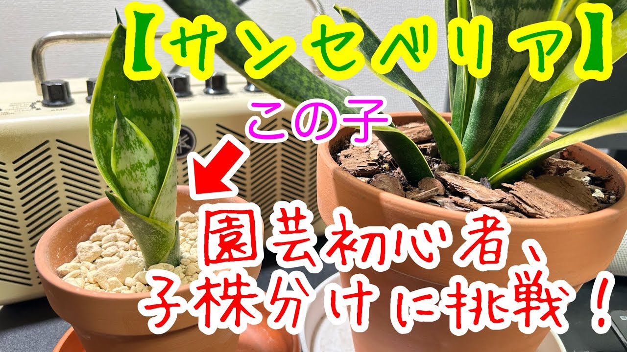 サンセベリア、株分けしましょう！ 2023.4.16 - YouTube