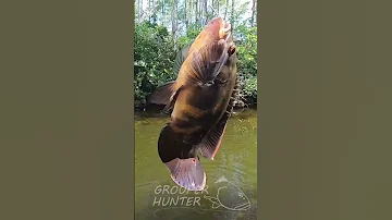 Best Way To Catch Oscar Cichlids In The Florida Everglades