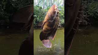 Best Way To Catch Oscar Cichlids In The Florida Everglades