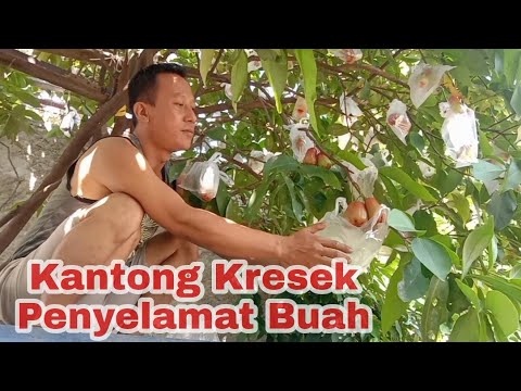 Video: Informasi Ali Baba - Pelajari Cara Menanam Tanaman Semangka Ali Baba