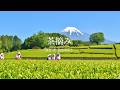 茶摘み（日本の唱歌）