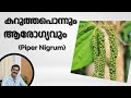 കറുത്ത പൊന്ന്.... എരുവിനും, രുചിക്കും, ആരോഗ്യത്തിനും....| Dr.Yahya Parakkavetty| #pipernigrum