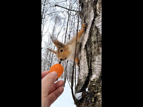 Видео: Кой е C.T. Флетчър? Wiki: Възраст, нетна стойност, съпруга, син, височина, тегло