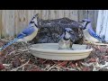 Blue Jay Bird Bath Joy - Closeup