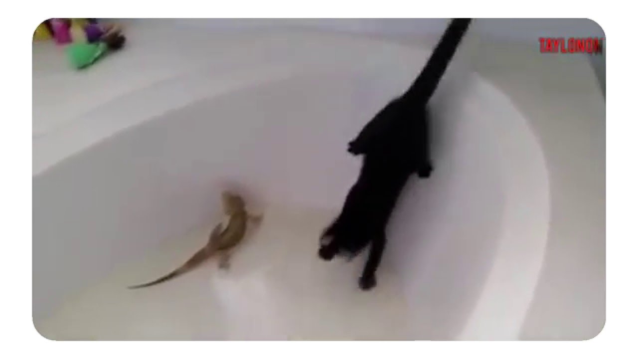This cat hates water - YouTube
