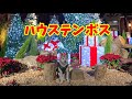 ハウステンボス 犬 202014-ハウステンボス 犬 カート