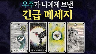 [타로]당신이 반드시 들어야 할우주가 보낸 메세지✦타로 운세 행운✦