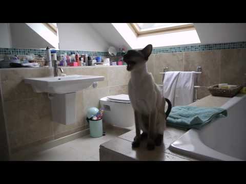 Video: Siamese Kat Is Nie So Afsydig Soos Sy Lyk Nie