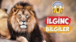 Interesting Facts About Lions! (Turkish) by Numan Gürsoy 8,417 views 5 years ago 4 minutes, 52 seconds